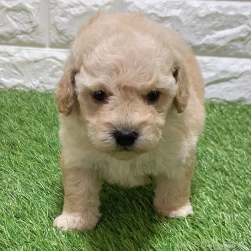 販売中の愛知県のトイプードル-451301