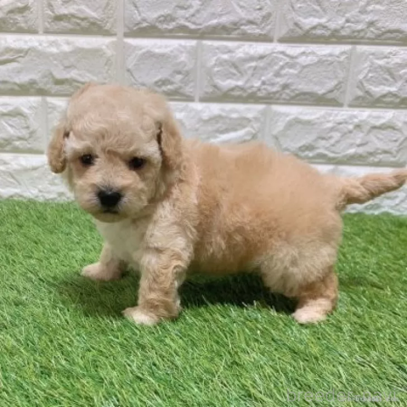 販売中の愛知県のトイプードル-451301の5枚目