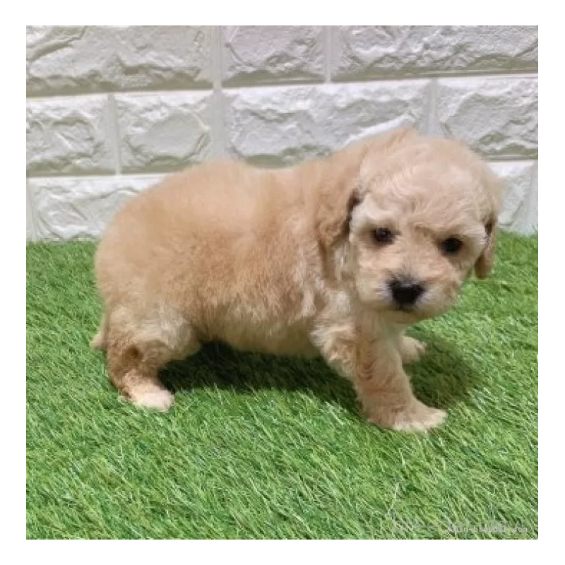 販売中の愛知県のトイプードル-451301の4枚目