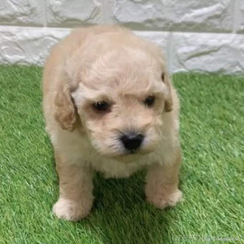 販売中の愛知県のトイプードル-451301の3枚目