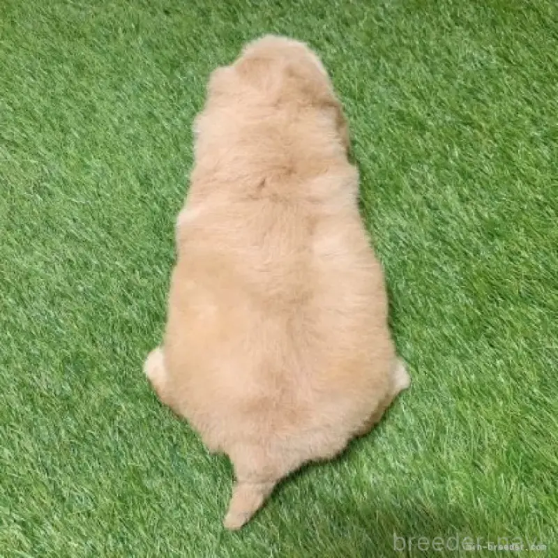 販売中の愛知県のトイプードル-451301の2枚目