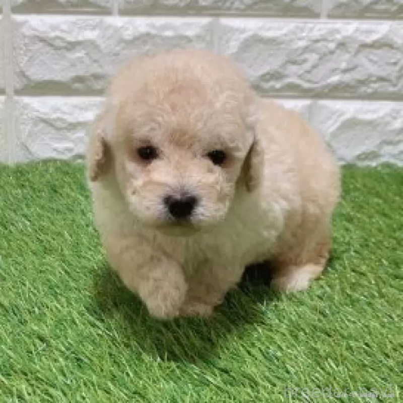 販売中の愛知県のトイプードル-451304の5枚目