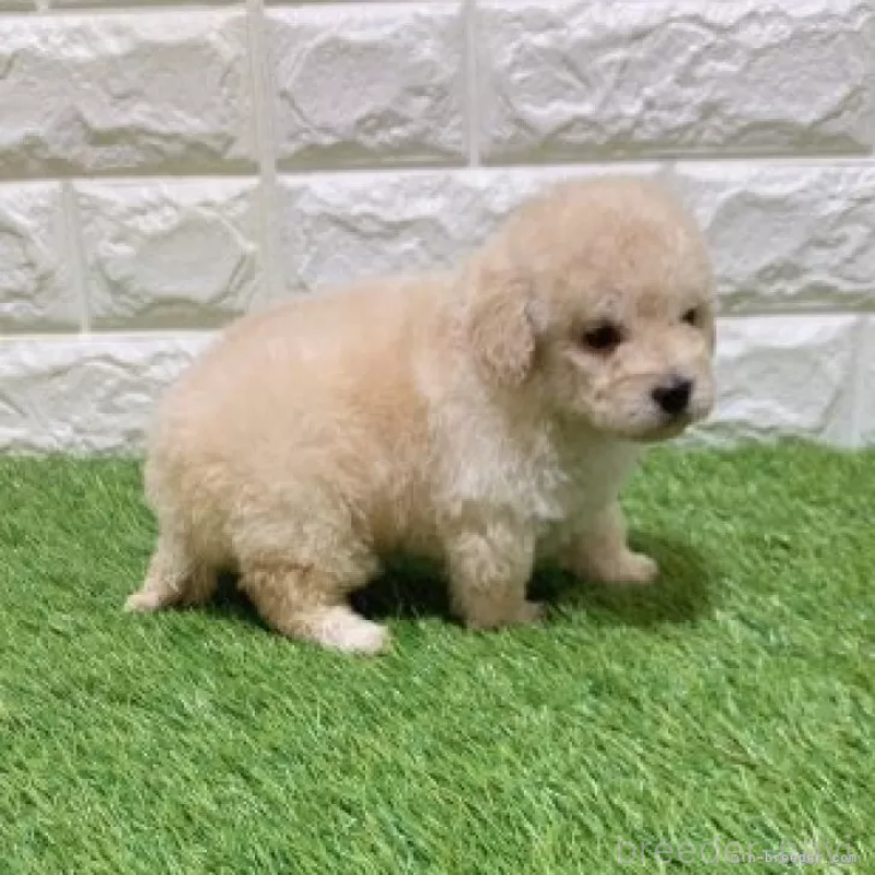 販売中の愛知県のトイプードル-451304の4枚目