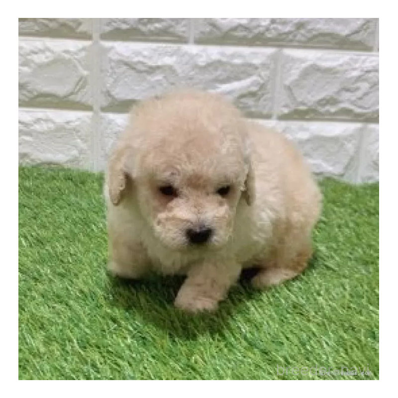 販売中の愛知県のトイプードル-451304の3枚目