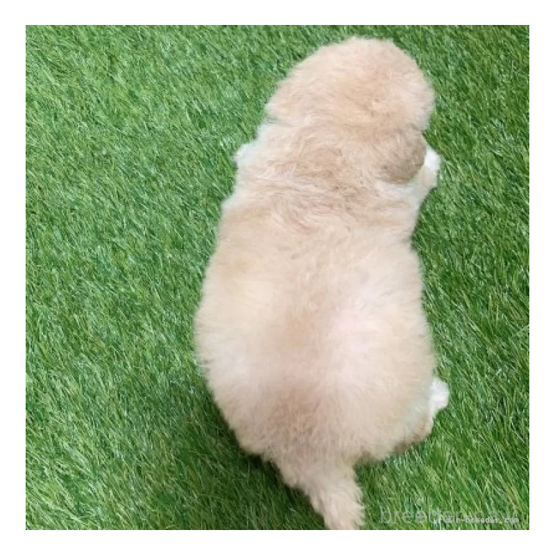 販売中の愛知県のトイプードル-451304の2枚目