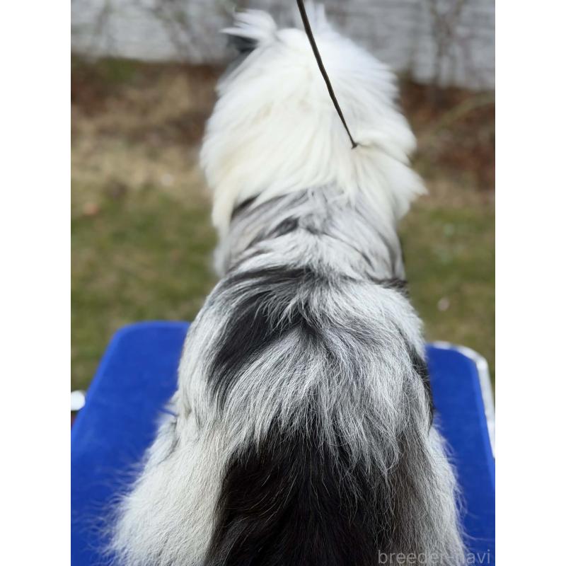 販売中の兵庫県のシェットランドシープドッグ(シェルティ)-451310の7枚目