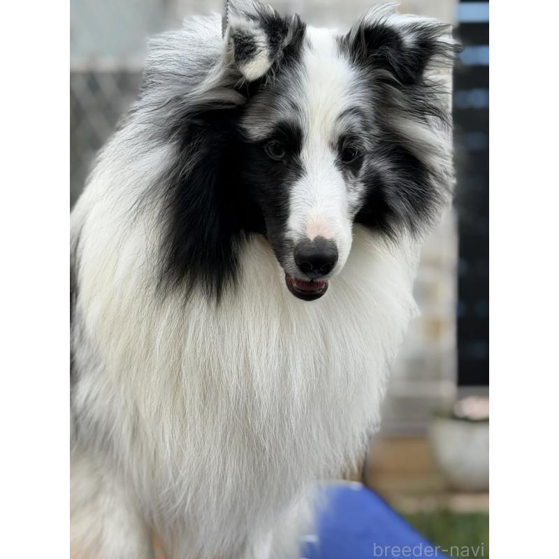 販売中の兵庫県のシェットランドシープドッグ(シェルティ)-451310の6枚目
