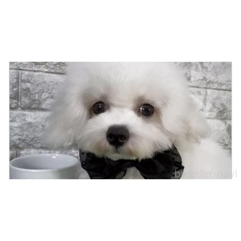 販売中の埼玉県のビションフリーゼ-451308の3枚目