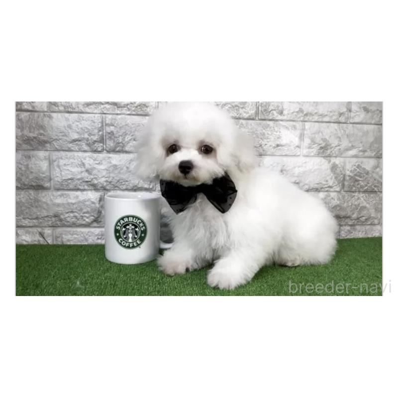 販売中の埼玉県のビションフリーゼ-451308の2枚目