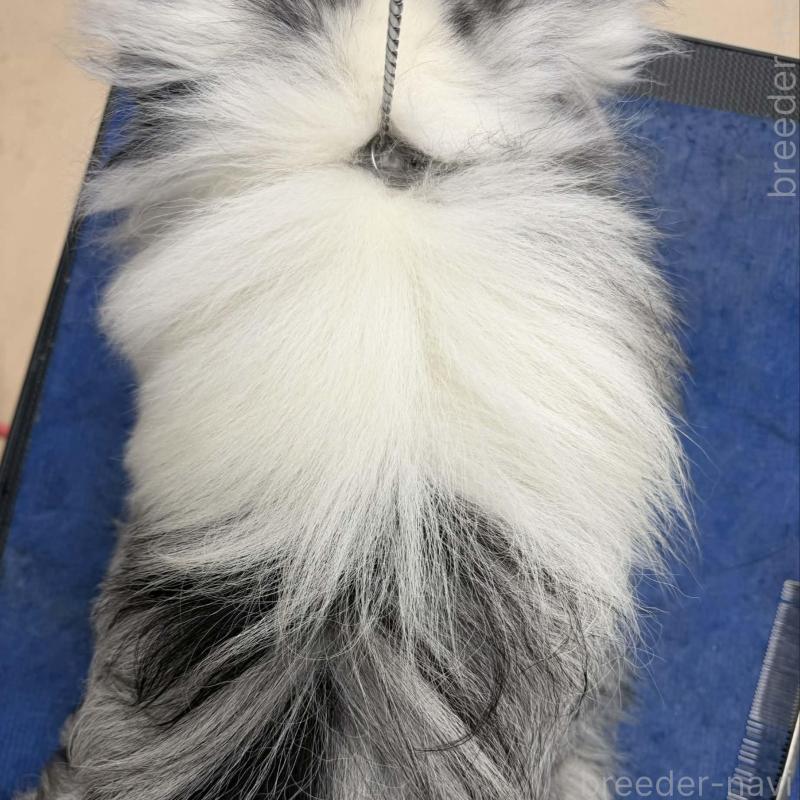 販売中の兵庫県のシェットランドシープドッグ(シェルティ)-451310の5枚目