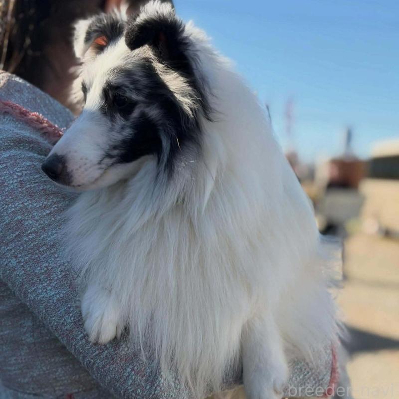 販売中の兵庫県のシェットランドシープドッグ(シェルティ)-451310の4枚目