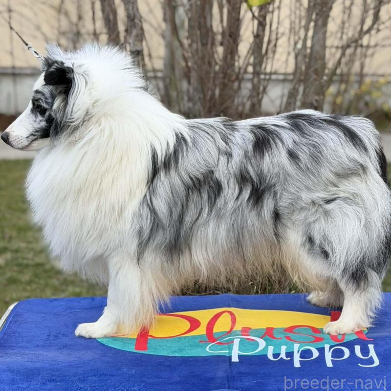 販売中の兵庫県のシェットランドシープドッグ(シェルティ)-451310の3枚目