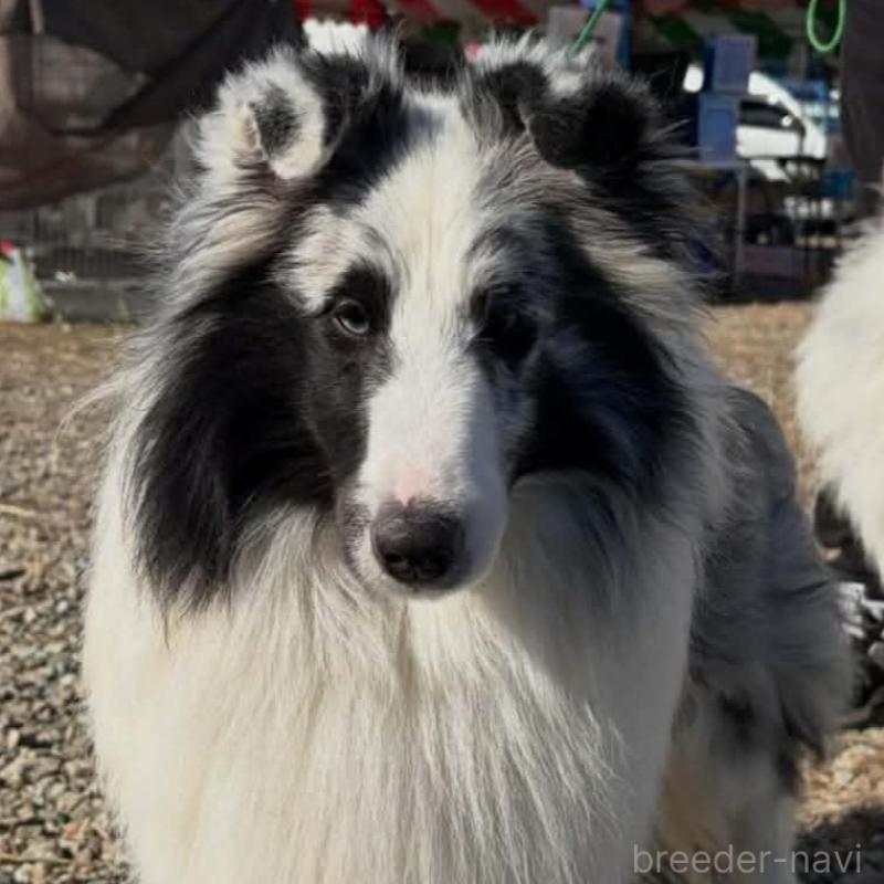 販売中の兵庫県のシェットランドシープドッグ(シェルティ)-451310の2枚目