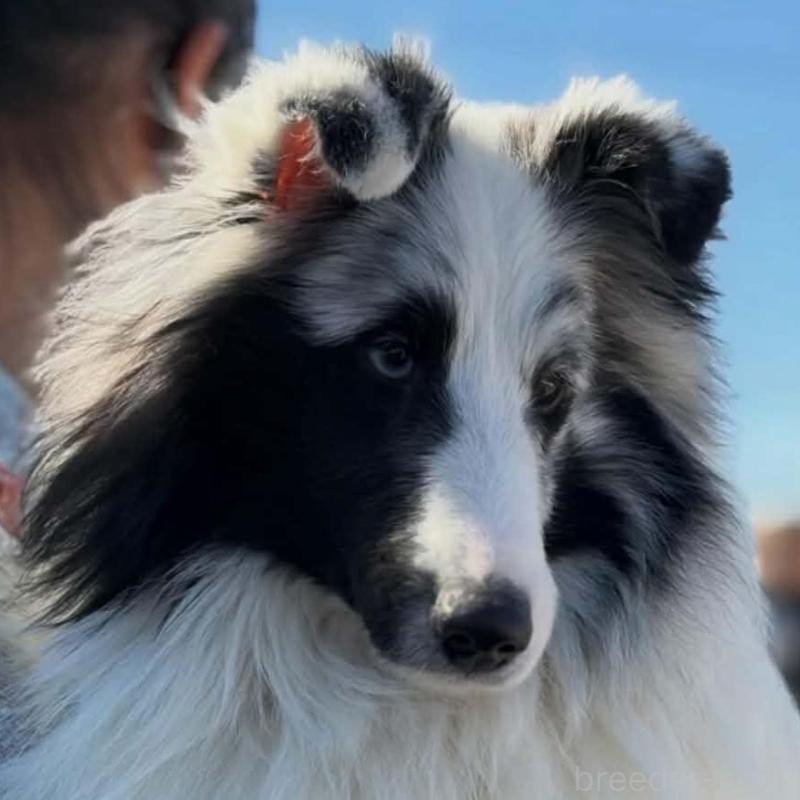 販売中の兵庫県のシェットランドシープドッグ(シェルティ)-451310の1枚目