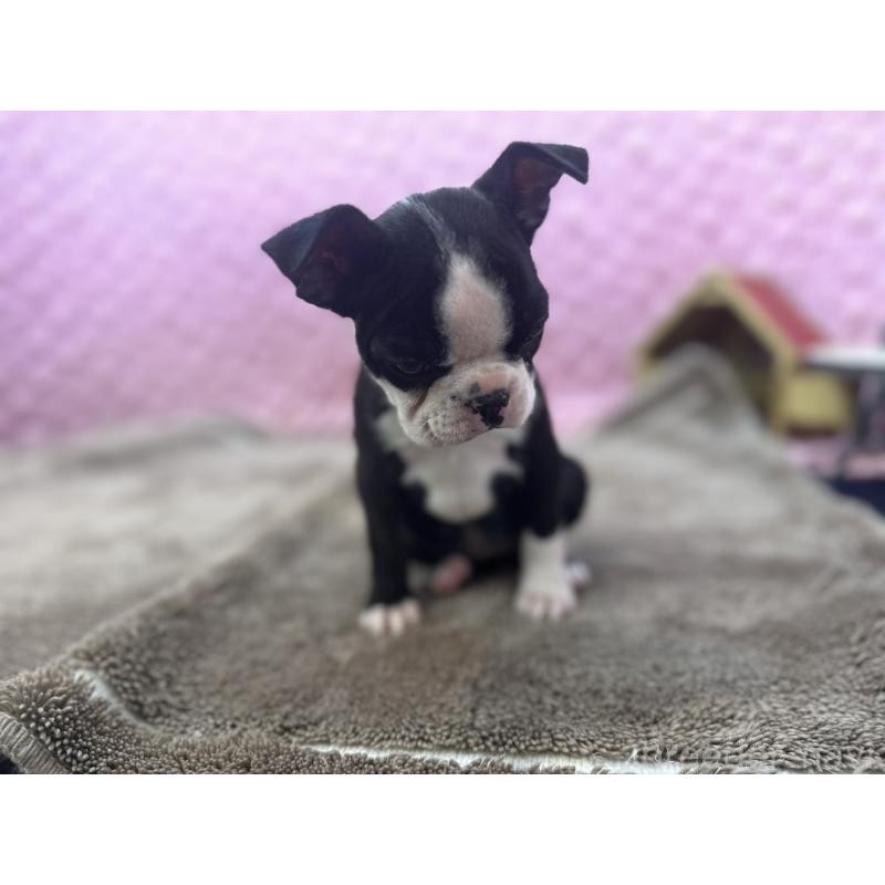 販売中の茨城県のボストンテリア-451311の12枚目