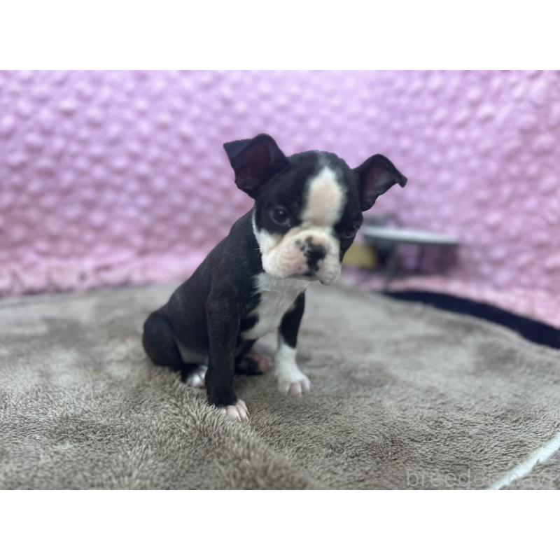 販売中の茨城県のボストンテリア-451311の10枚目