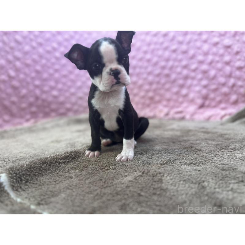 販売中の茨城県のボストンテリア-451311の9枚目