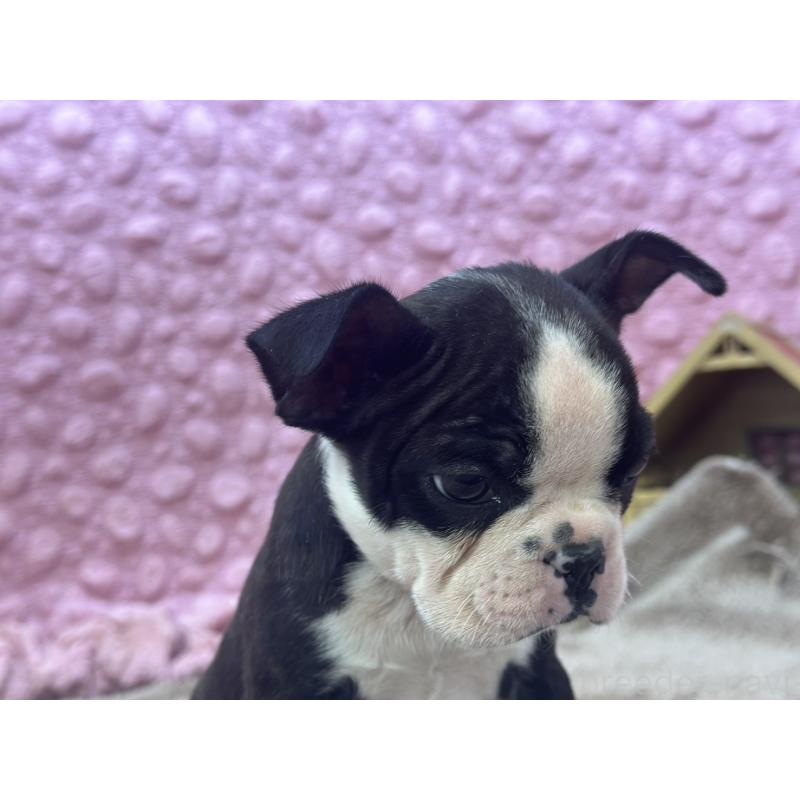 販売中の茨城県のボストンテリア-451311の7枚目