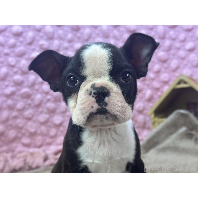 販売中の茨城県のボストンテリア-451311の1枚目