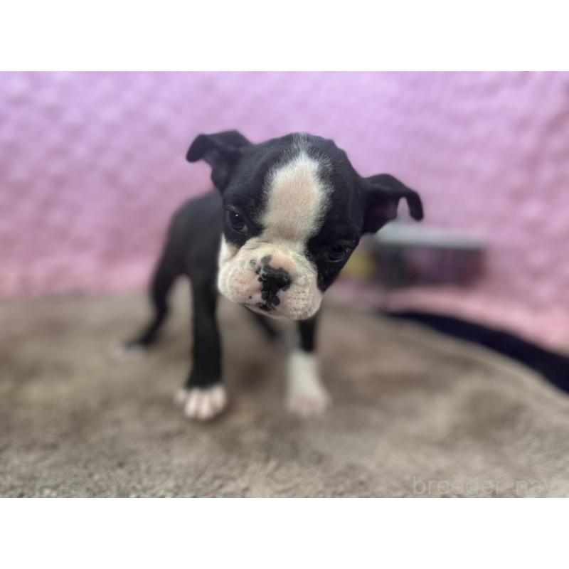 販売中の茨城県のボストンテリア-451311の5枚目