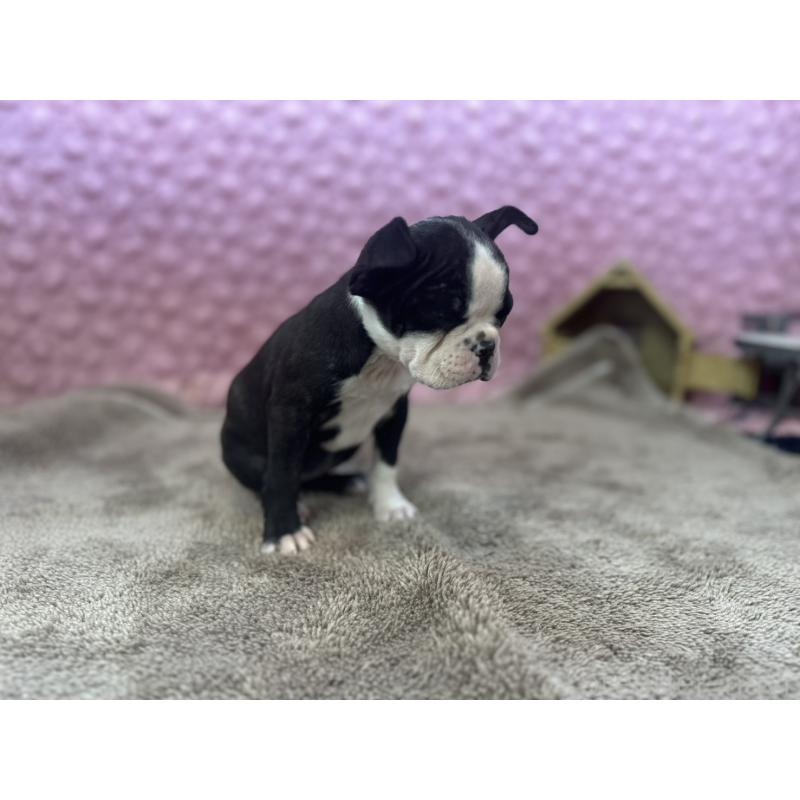 販売中の茨城県のボストンテリア-451311の3枚目