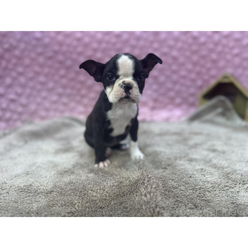 販売中の茨城県のボストンテリア-451311の2枚目