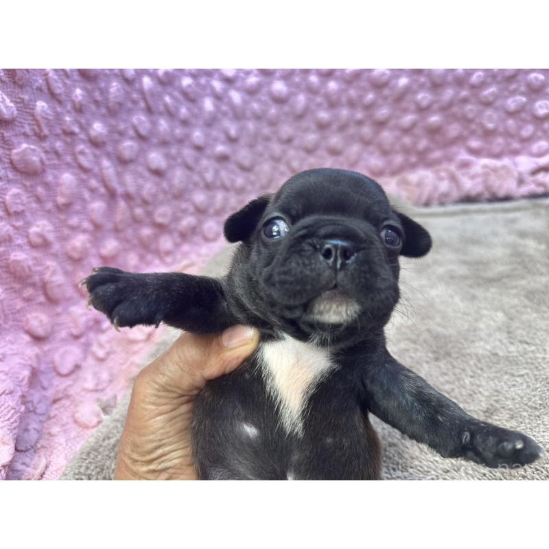 販売中の茨城県のフレンチブルドッグ-451312の9枚目