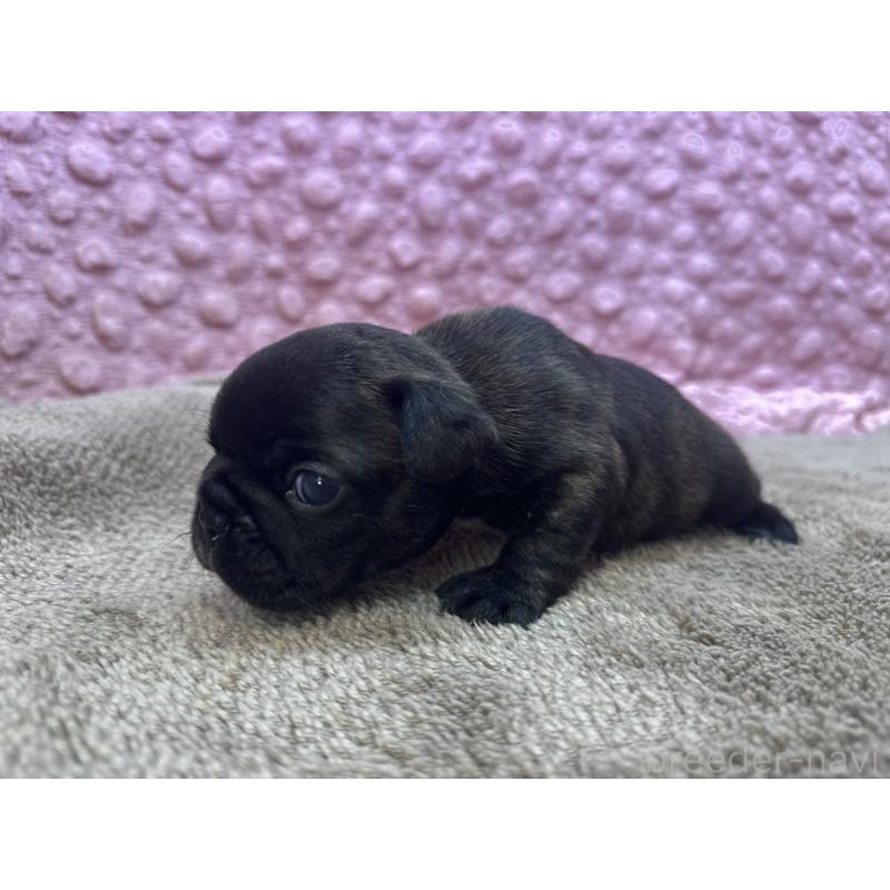 販売中の茨城県のフレンチブルドッグ-451312の8枚目