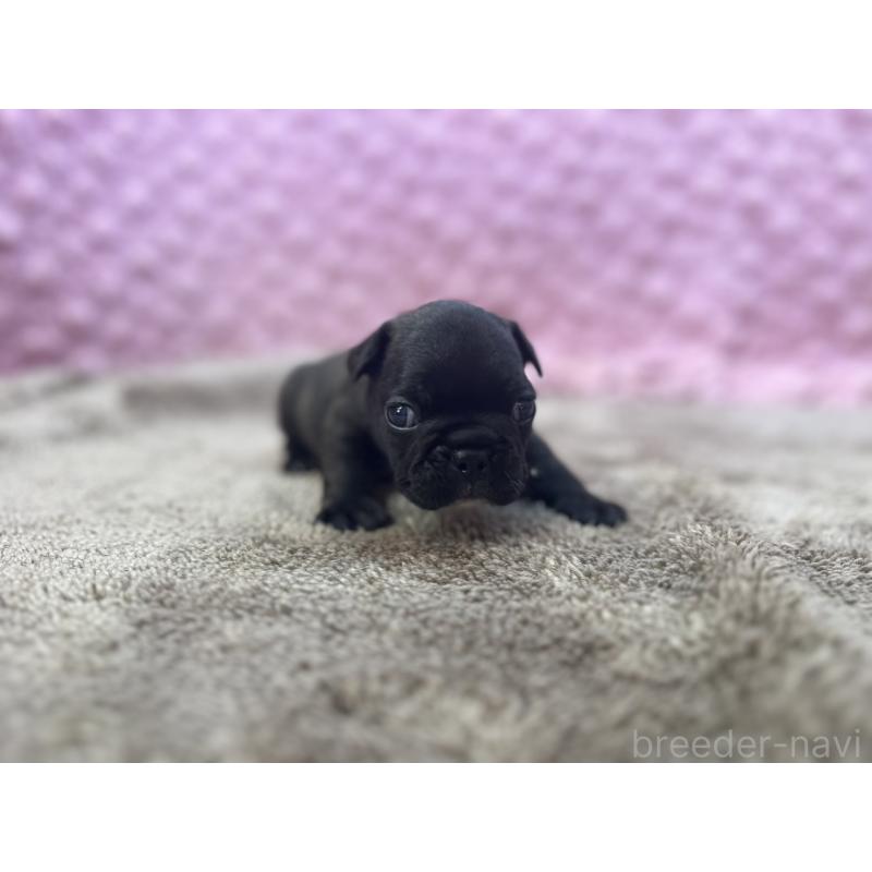 販売中の茨城県のフレンチブルドッグ-451312の7枚目