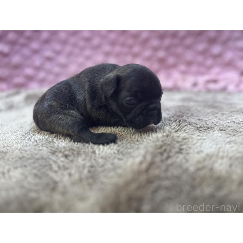 販売中の茨城県のフレンチブルドッグ-451312の6枚目