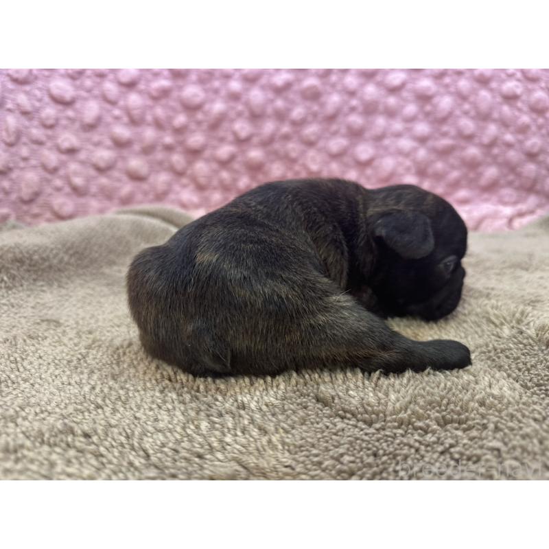 販売中の茨城県のフレンチブルドッグ-451312の5枚目