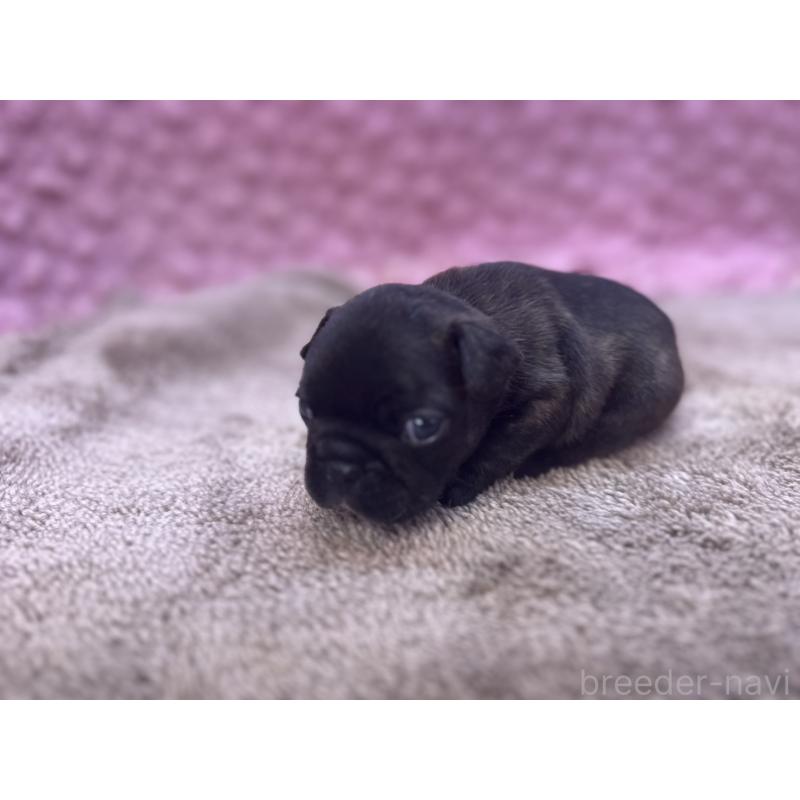 販売中の茨城県のフレンチブルドッグ-451312の4枚目