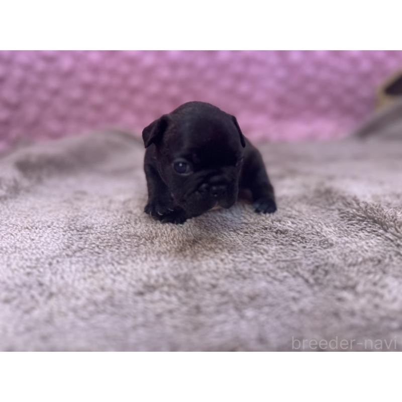 販売中の茨城県のフレンチブルドッグ-451312の3枚目