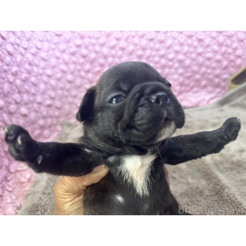 販売中の茨城県のフレンチブルドッグ-451312の2枚目