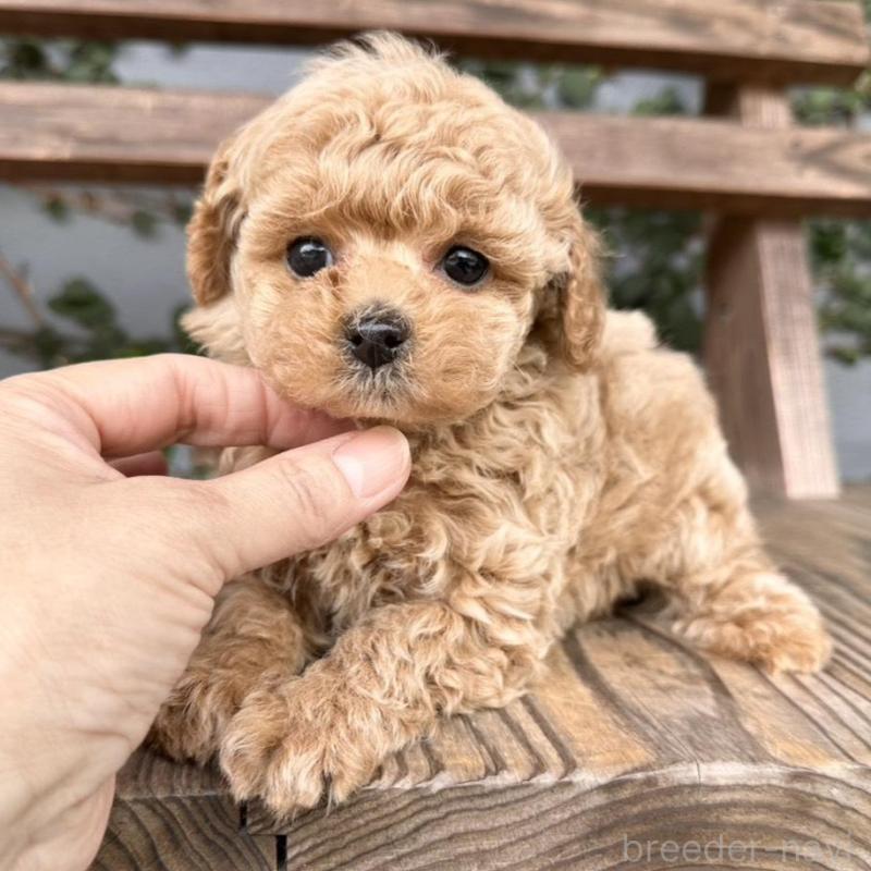 販売中の長崎県のタイニープードル-451314の1枚目