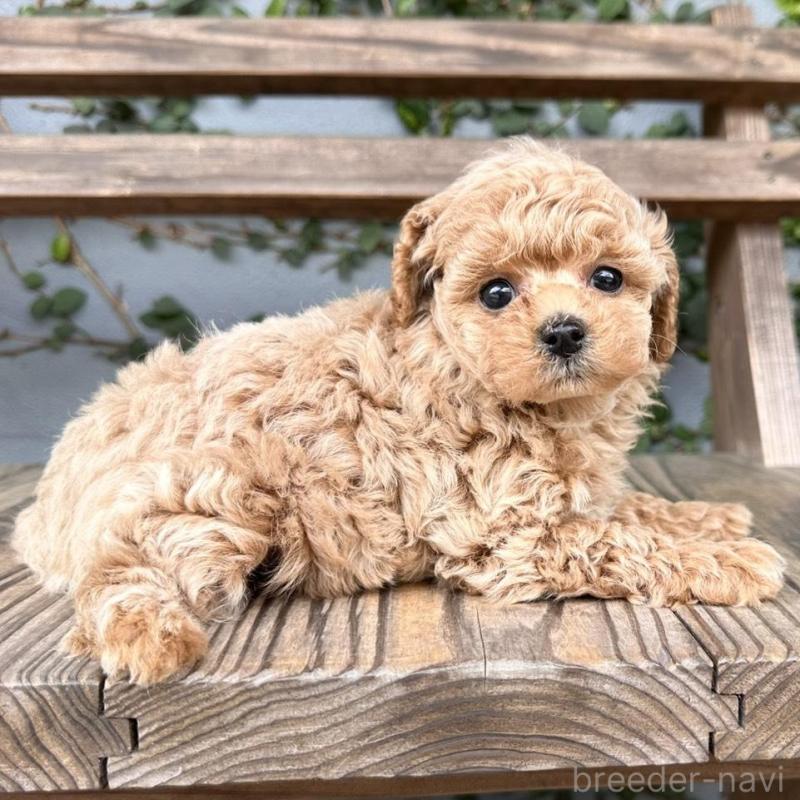 販売中の長崎県のタイニープードル-451314の5枚目