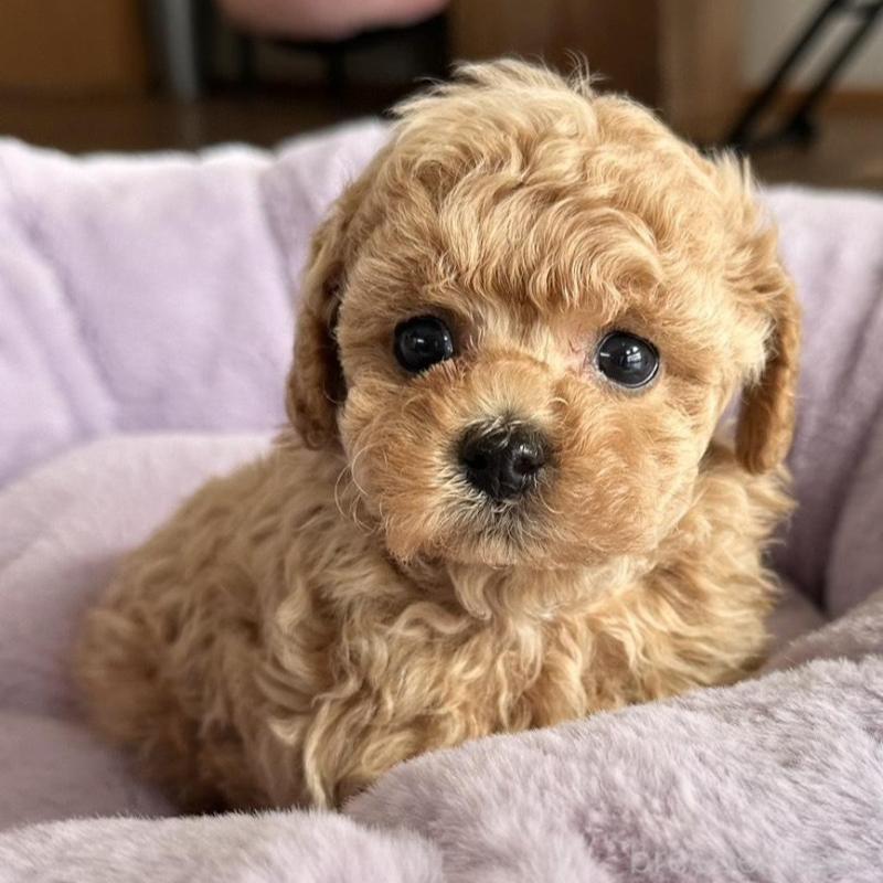 販売中の長崎県のタイニープードル-451314の4枚目