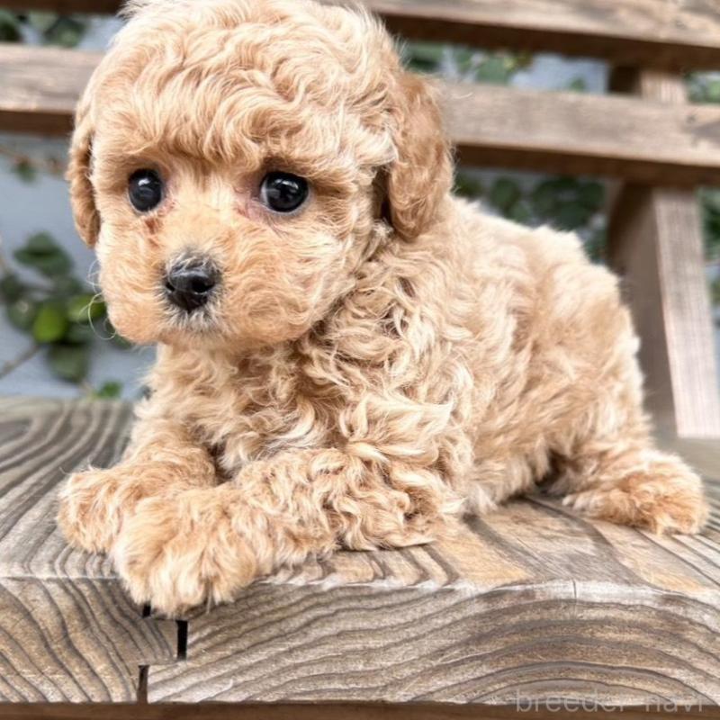 販売中の長崎県のタイニープードル-451314の3枚目