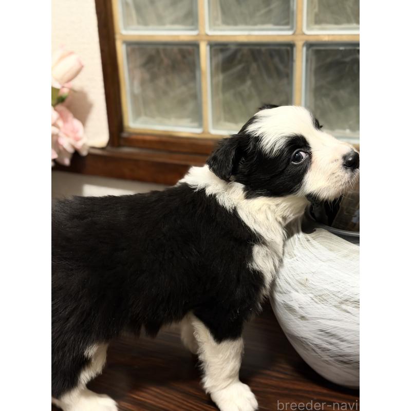 販売中の埼玉県のボーダーコリー-451316の4枚目