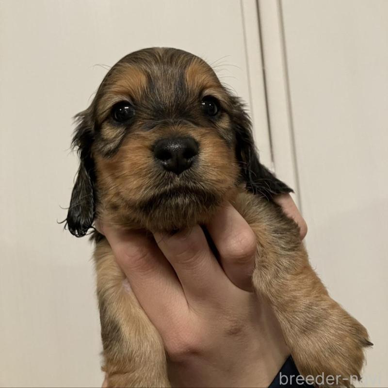 販売中の栃木県のミニチュアダックスフンド(ロングヘアード)-451319の8枚目