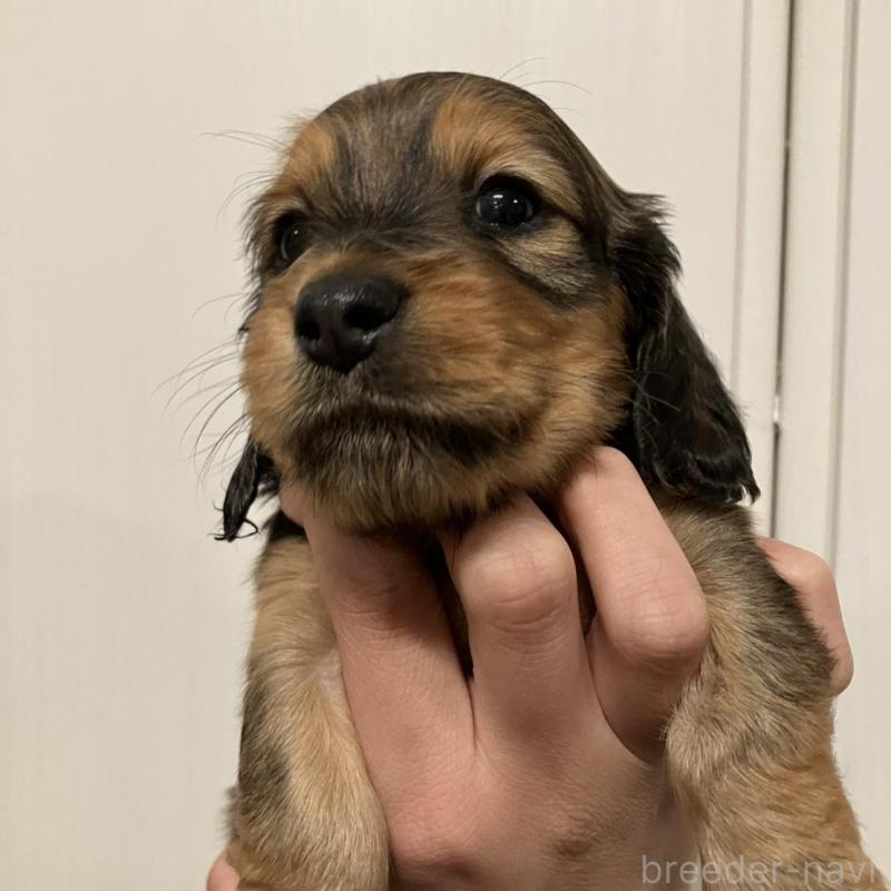 販売中の栃木県のミニチュアダックスフンド(ロングヘアード)-451319の6枚目