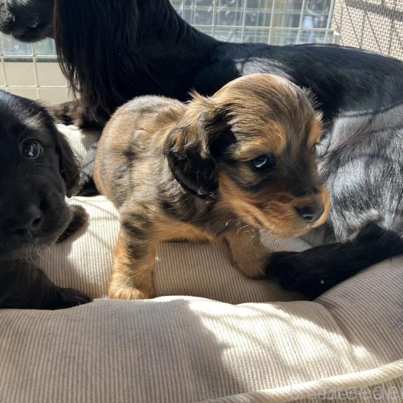 販売中の栃木県のミニチュアダックスフンド(ロングヘアード)-451319の5枚目