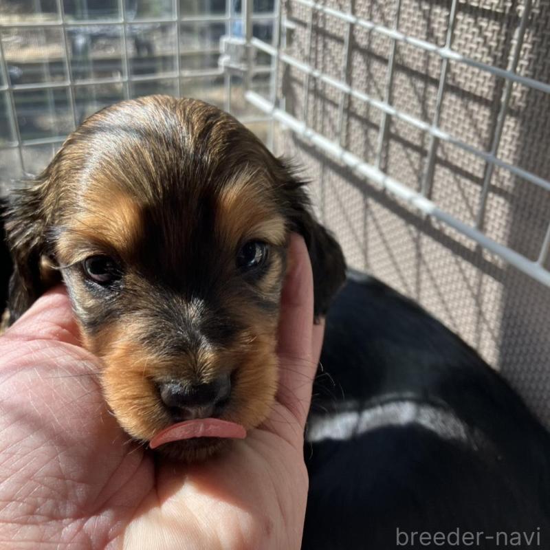 販売中の栃木県のミニチュアダックスフンド(ロングヘアード)-451319の4枚目