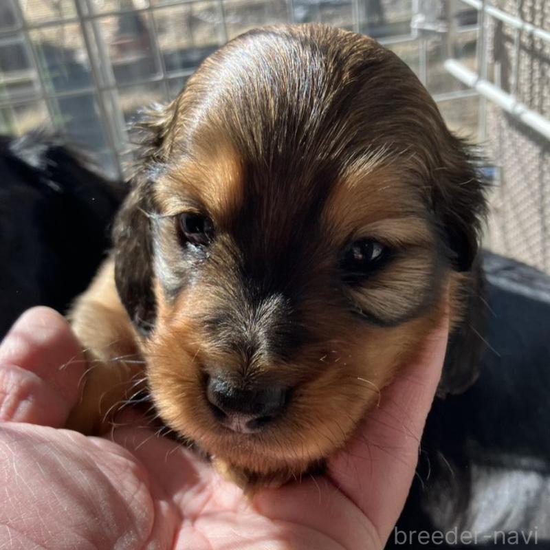 販売中の栃木県のミニチュアダックスフンド(ロングヘアード)-451319の3枚目