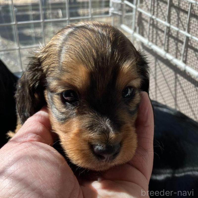 販売中の栃木県のミニチュアダックスフンド(ロングヘアード)-451319の2枚目