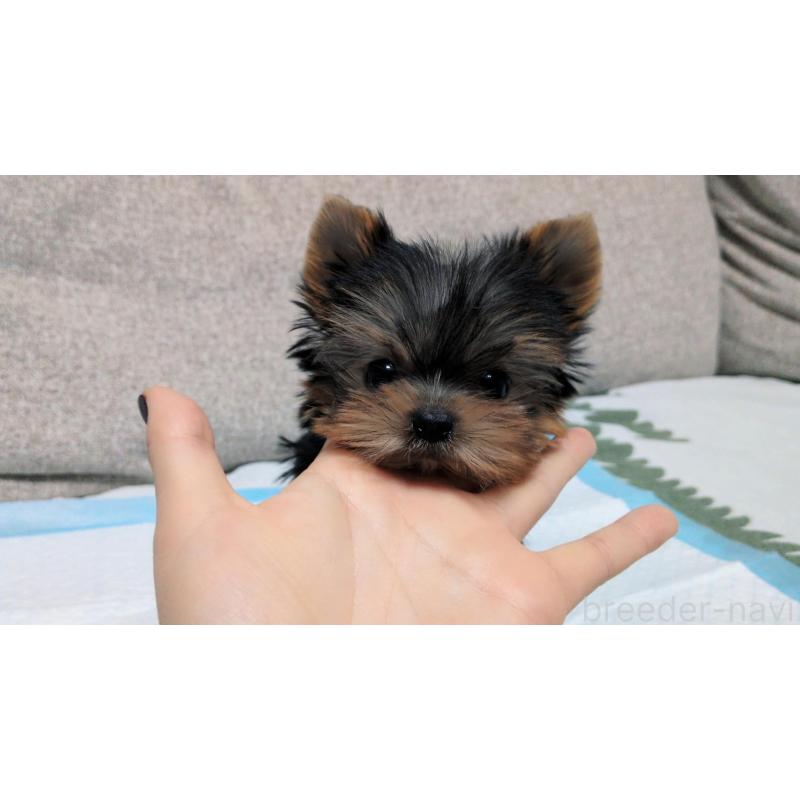 販売中の茨城県のヨークシャーテリア-451331の7枚目