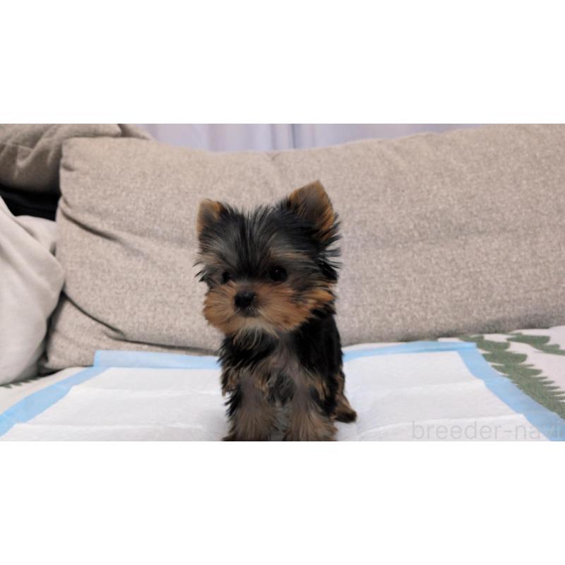 販売中の茨城県のヨークシャーテリア-451331の6枚目