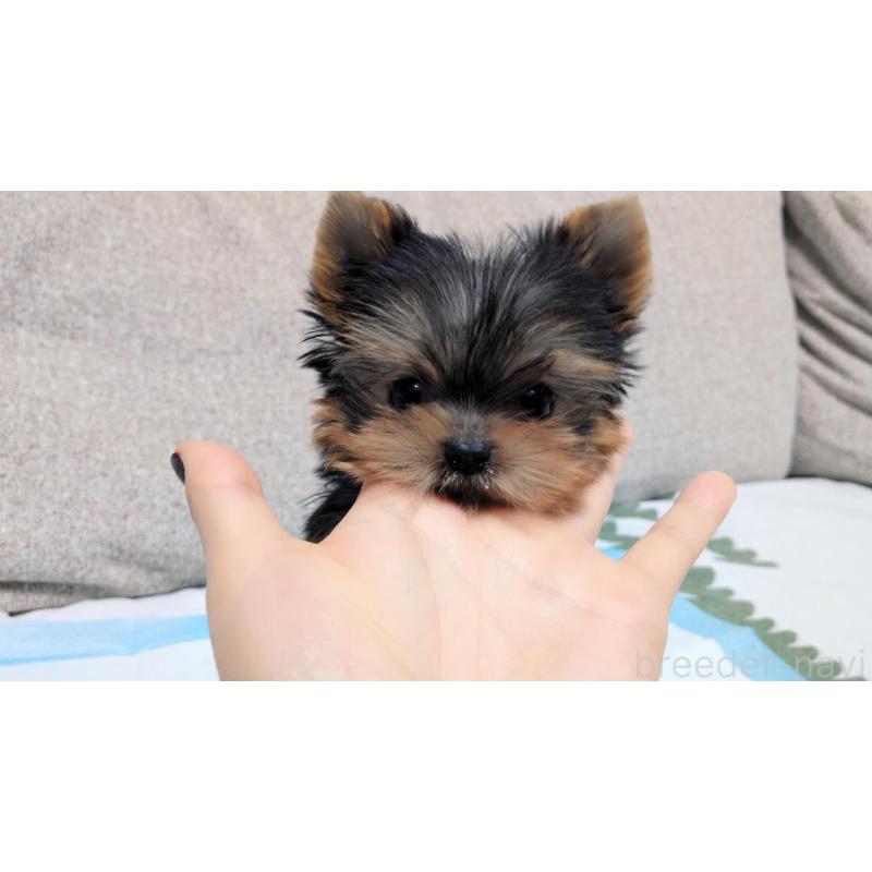 販売中の茨城県のヨークシャーテリア-451331の5枚目