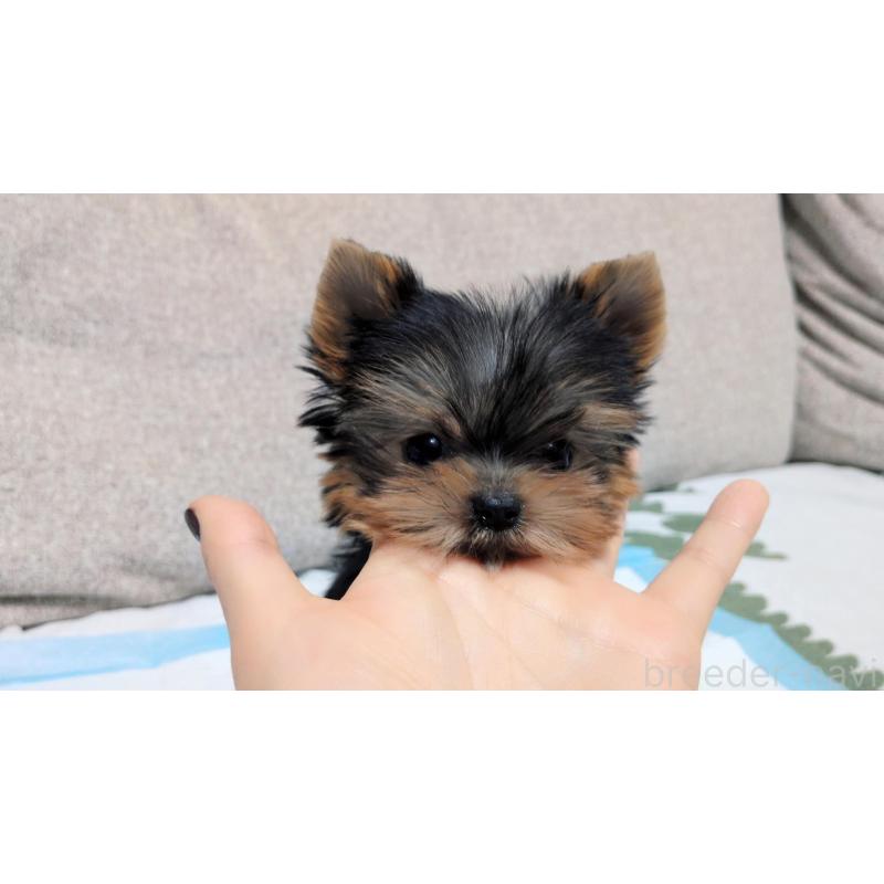 販売中の茨城県のヨークシャーテリア-451331の4枚目