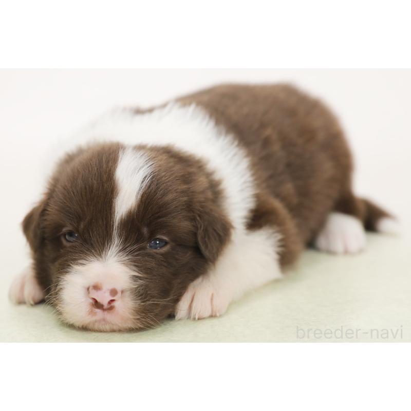 販売中の神奈川県のボーダーコリー-450400の1枚目